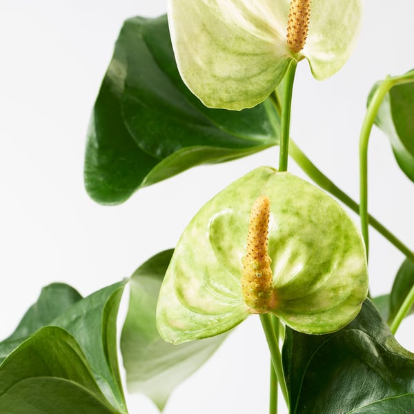 Sulīgi zaļi ANTHURIUM ziedi, dinamiski un veselīgi, uz spilgti balta fona.