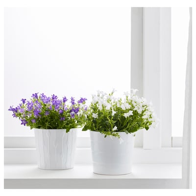 Divi balti podi ar spilgti violetiem un baltiem ziediem sēž uz palodzes, radot dabas skaistumu telpās.