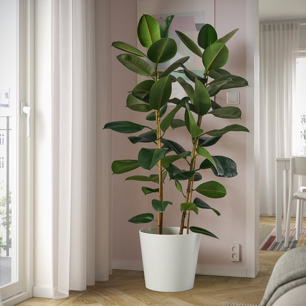 Liels lapu ficus pie loga.