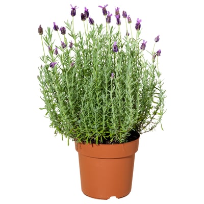 Podos lavanda ar purpura ziediem, zaļām lapām.