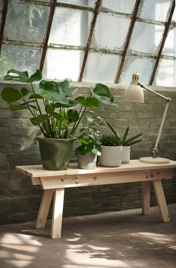 Trīs zaļi MONSTERA podiņos uz koka statīva un lampas, netālu no liela loga.