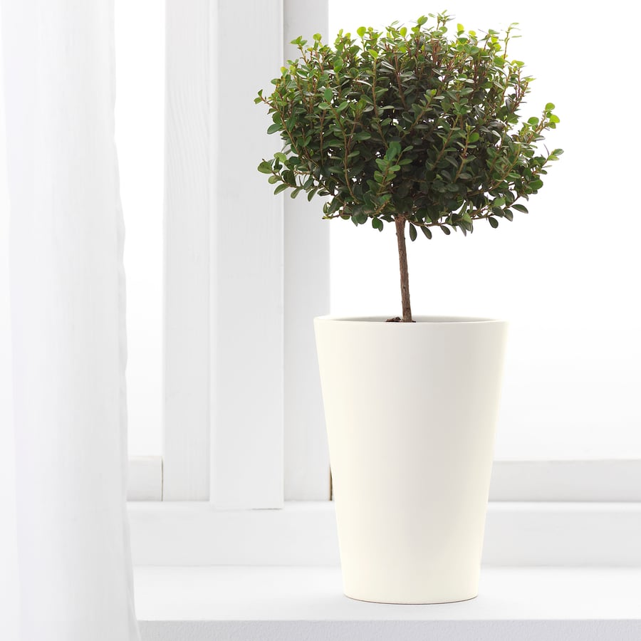 PAPAJA, puķupods 19 cm baltā krāsā