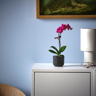 Neliela podiņa PHALAENOPSIS orhideja ar spilgti rozā ziediem sēž uz balta galda. Blakus baltai lampai, pret gaiši zilu sienu.