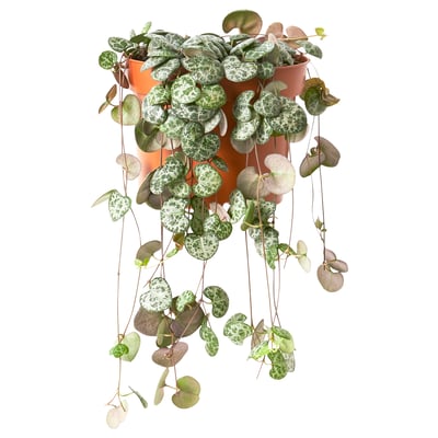 CEROPEGIA WOODII в терракотовом цвете, с зелеными листьями. - 35 символов