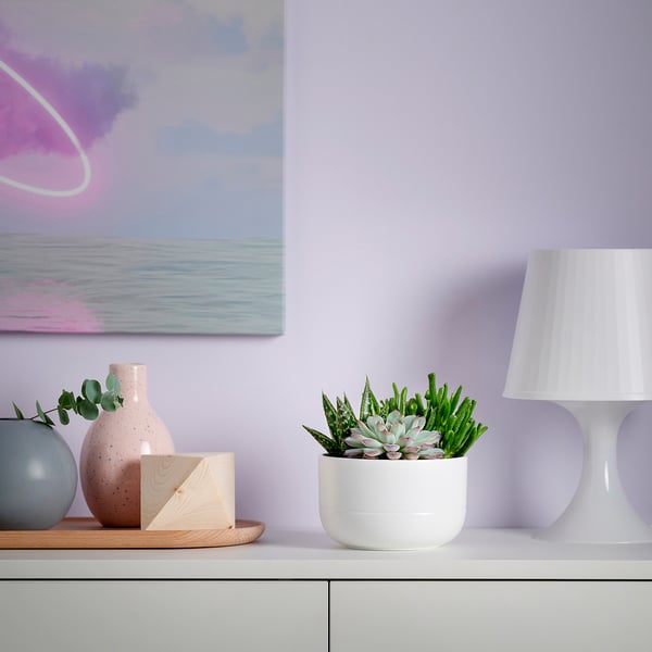 SUCCULENT Растение в горшке, Суккулент разные цвета, 14 см