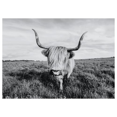 BJÖRKSTA صورة, بقرة فضولية, 140x100 سم