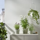 BROKSPIREA آنية نباتات, أخضر فاتح, 12 سم