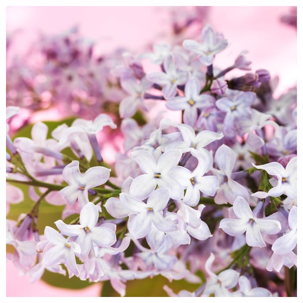 MORKULLA شمعة معطرة في كأس, ليلك عدة ألوان, 12 س