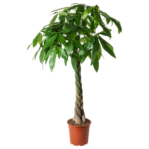 PACHIRA AQUATICA زرع في وعاء, كوينيا جستنات, 27 سم