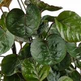 POLYSCIAS نبتة مع آنية نبات., بونساي./عدة ألوان, 14 سم