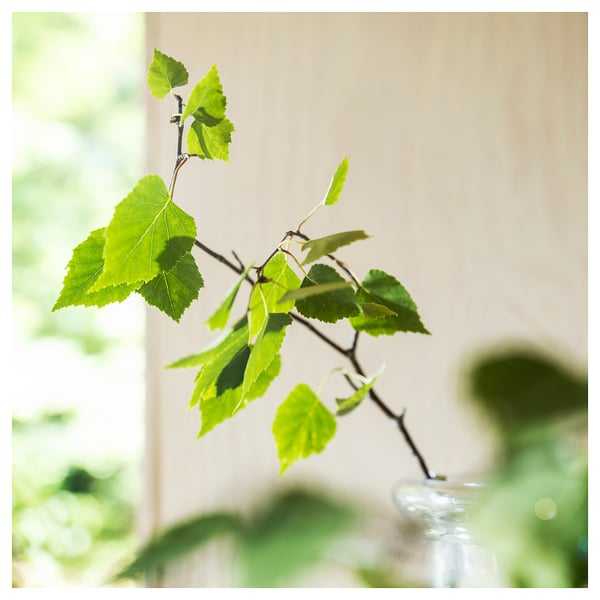 Bright green leaves on a thin branch indoors, likely in a vase on a windowsill, with natural light illuminating the scene.