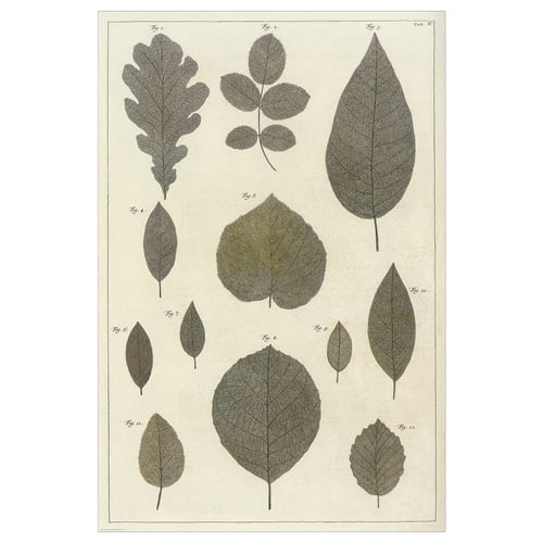 Botanical print showcasing leaf shapes and veins on off-white paper.