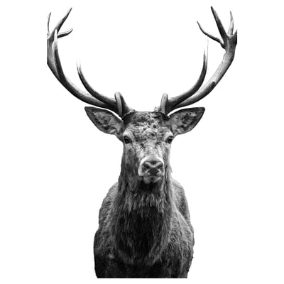 BJÖRKSTA Picture, Horns, 78x118 cm