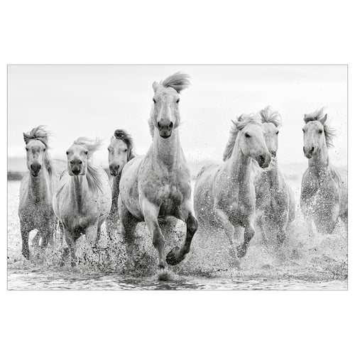 Black and white six galloping horses running through shallow water.