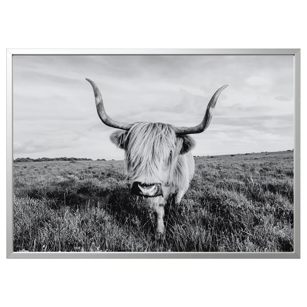 Black and white photograph of a long-horned highland cattle in a grassy field, framed in a sleek silver BJÖRKSTA frame.