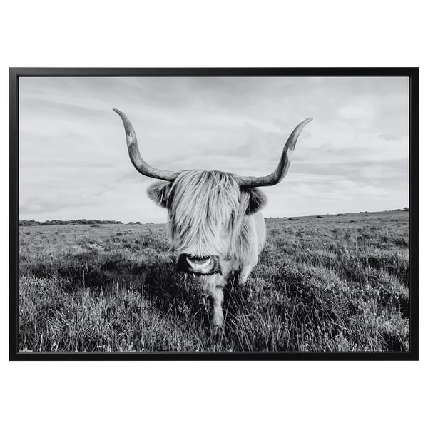 Black-white framed a bull with large horns in a grass field.