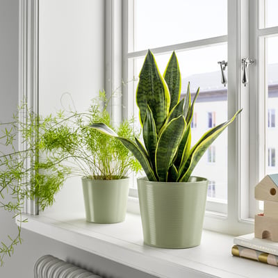 Two striped pots on windowsill: snake plant & fern. Earthenware, indoor.