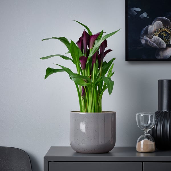 Grey potted plant on dark shelf.