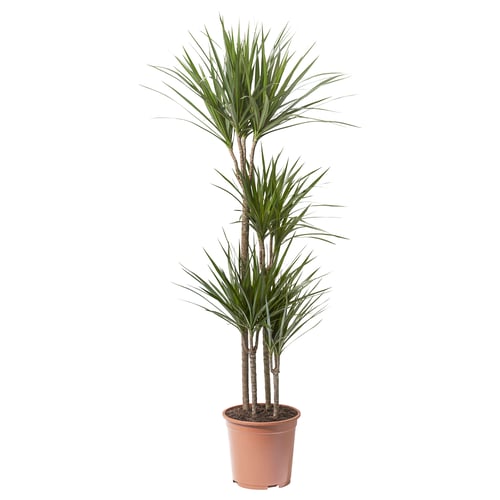 Orange-potted dracaena with long green leaves.