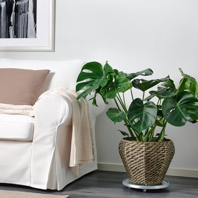 Plant by sofa with throw.