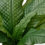 FEJKA Artificial potted plant, in/outdoor Crocodile fern, 12 cm