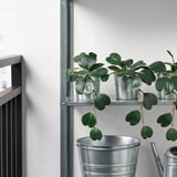 FEJKA Artificial potted plant, in/outdoor hanging/Peperomia, 9 cm