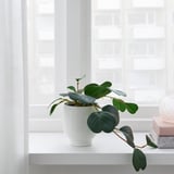 FEJKA Artificial potted plant, in/outdoor hanging/Peperomia, 9 cm