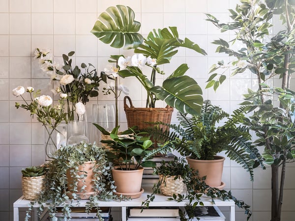 Several potted plants on shelves, varying green leaves, white flowers, natural wicker pots, clear vases.