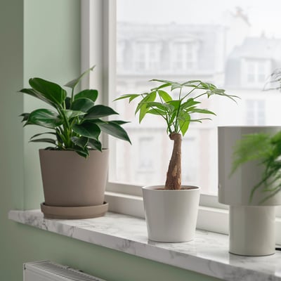 PACHIRA AQUATICA Potted plant, Guinea chestnut, 9 cm