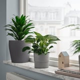 PHILODENDRON Potted plant, Philodendron assorted, 12 cm