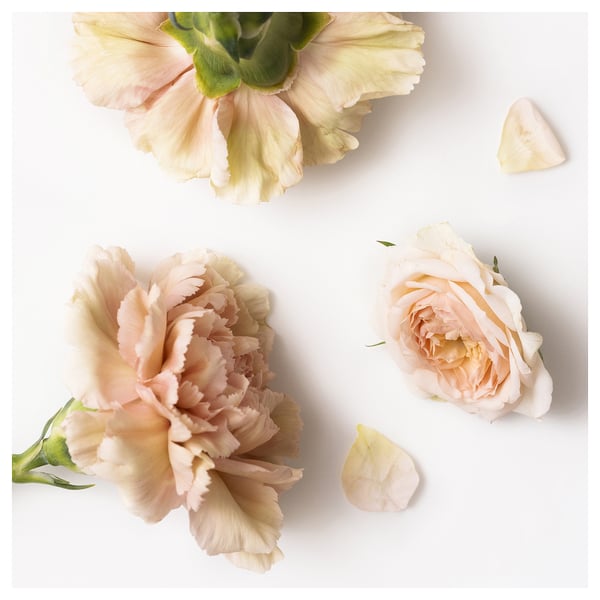 Blush pink flowers on white background. Three flowers, petals scattered, delicate and soft.
