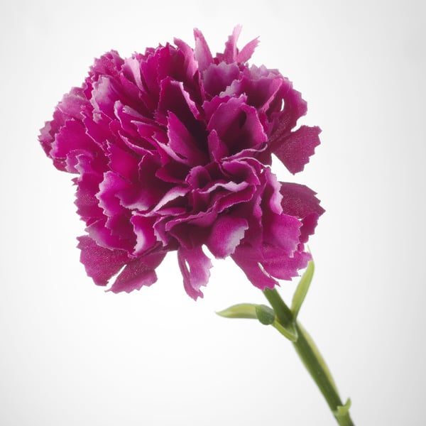 Bright pink artificial flower, resembling a carnation, with delicate texture and vibrant colour, standing tall and fresh on a stem.