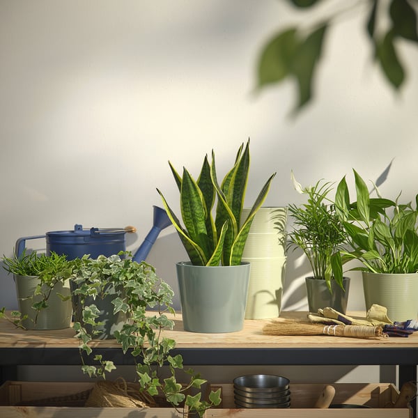Indoor plants in SOJABÖNA pots on wooden shelf, with blue watering can.