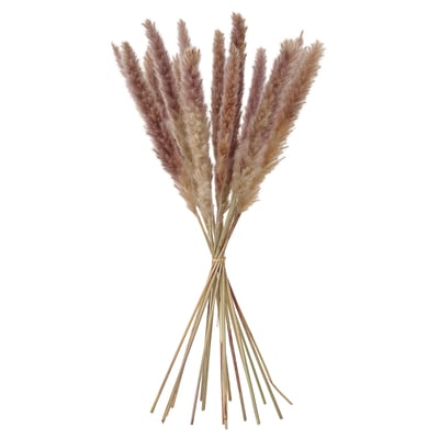 TORKA Dried plants, bunch/reed, 70 cm