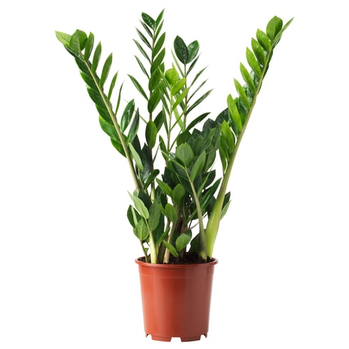 Red potted ZAMIOCULCAS with green leaves
