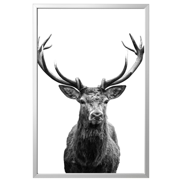 BJÖRKSTA Image avec cadre, Cornes/couleur aluminium, 78x118 cm