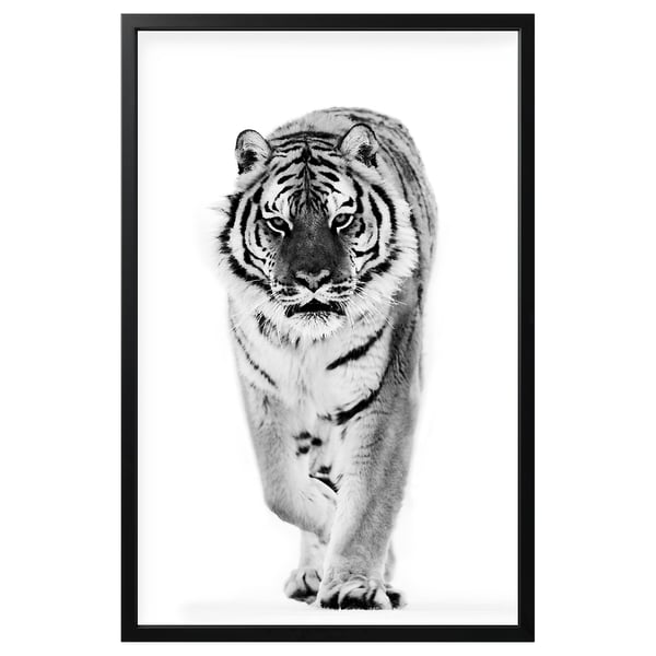 BJÖRKSTA Image avec cadre, tigre/noir, 78x118 cm