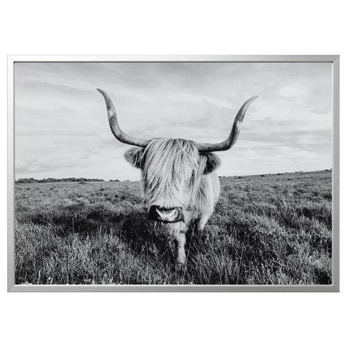 BJÖRKSTA Image avec cadre, vache curieuse/couleur aluminium, 140x100 cm