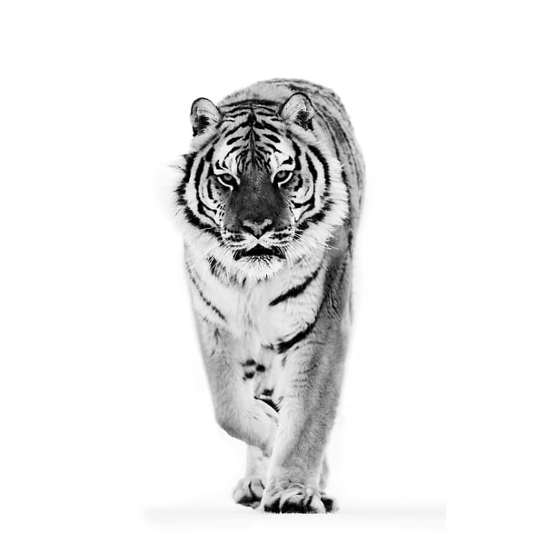 BJÖRKSTA Toile, tigre, 78x118 cm