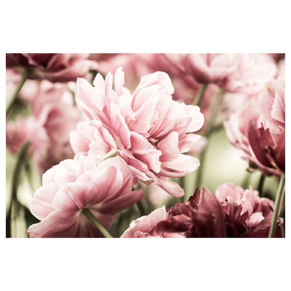 BJÖRKSTA Toile, tulipes rose clair, 118x78 cm