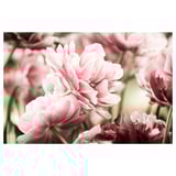 BJÖRKSTA Toile, tulipes rose clair, 118x78 cm