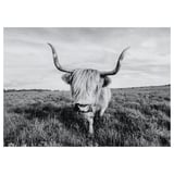 BJÖRKSTA Toile, vache curieuse, 140x100 cm
