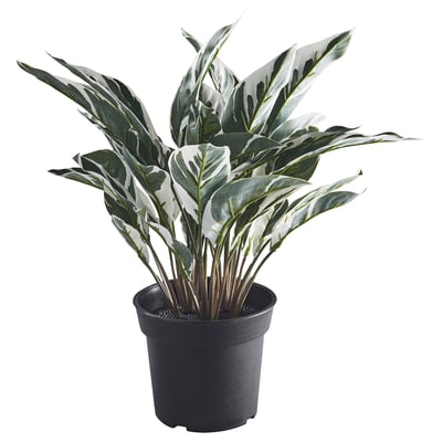 FEJKA Plante artificielle, intérieur/extérieur Calathéa, 15 cm