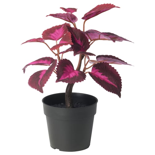 FEJKA Plante artificielle, intérieur/extérieur Plectranthe fausse-scutellaire/rouge, 9 cm