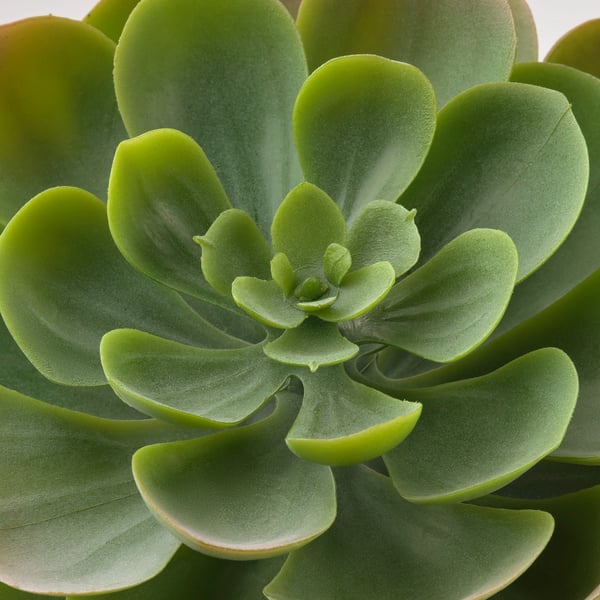 FEJKA Plante artificielle, intérieur/extérieur succulente, 9 cm