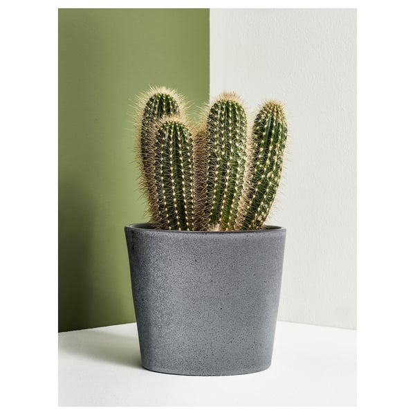 FJÄRILSBUSKE Cache-pot, intérieur/extérieur/gris, 12 cm