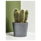 FJÄRILSBUSKE Cache-pot, intérieur/extérieur/gris, 12 cm