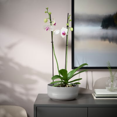 GRADVIS Jardinière, intérieur/extérieur gris, 22 cm