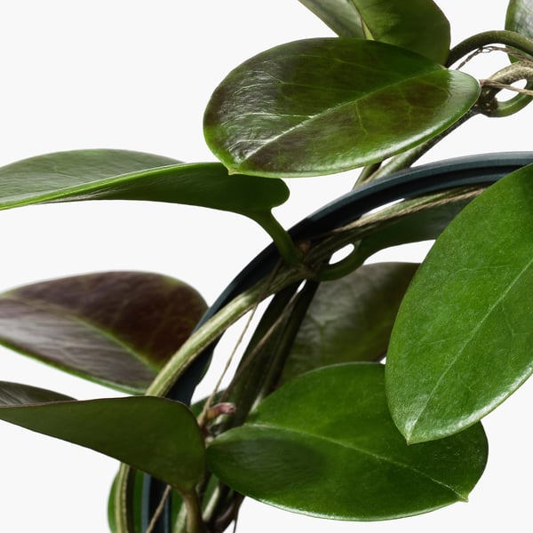 HOYA Plante naturelle, HOYAKERRII, 12 cm