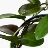 HOYA Plante naturelle, HOYAKERRII, 12 cm